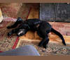 Photo of Otto (Othello), a German Shepherd Dog and Newfoundland mix in Demorest, GA, USA