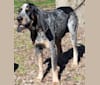 Photo of Bawling Barkley, a Bluetick Coonhound  in Georgia, USA