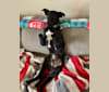 Kash, a Northern East African Village Dog tested with EmbarkVet.com