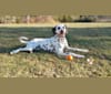 Shelby, a Dalmatian tested with EmbarkVet.com