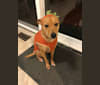 Mofongo, a Chihuahua and American Pit Bull Terrier mix tested with EmbarkVet.com