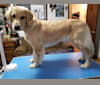 Photo of WC's Little Miss Hot Cakes "Bindi", a Golden Retriever  in Scappoose, OR, USA