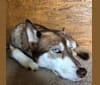 Asha, a Siberian Husky and German Shepherd Dog mix tested with EmbarkVet.com