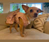 Elizabeth Taylor, a Chihuahua and Poodle (Small) mix tested with EmbarkVet.com