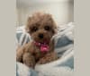 Lily, a Poodle (Small) tested with EmbarkVet.com