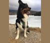 Photo of Wyeth, an English Shepherd  in Montpelier, Vermont, USA
