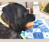Izzy, a Mastiff tested with EmbarkVet.com