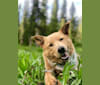 Goose, a German Shepherd Dog and Siberian Husky mix tested with EmbarkVet.com