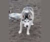 Photo of Romeo, a Siberian Husky and Alaskan Malamute mix in Oakland, California, USA