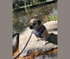 Zeus, a Pug and Rat Terrier mix tested with EmbarkVet.com