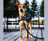 Finch, an Australian Cattle Dog and Belgian Malinois mix tested with EmbarkVet.com