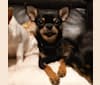 Surge, a Chihuahua tested with EmbarkVet.com