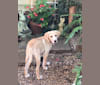 Willow, a Labrador Retriever and Treeing Walker Coonhound mix tested with EmbarkVet.com