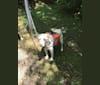 Dylan, a Dalmatian and Beagle mix tested with EmbarkVet.com