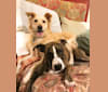 Wendy, a Labrador Retriever and German Shepherd Dog mix tested with EmbarkVet.com