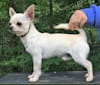 Camo, a Chihuahua tested with EmbarkVet.com