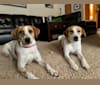 Photo of Scout & Shiloh, a Mountain Cur, Australian Cattle Dog, and Labrador Retriever mix in Metamora, Illinois, USA
