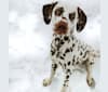 Photo of Shelby, a Dalmatian  in Quebec, Canada