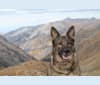 Summer, a German Shepherd Dog tested with EmbarkVet.com