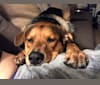 Bourbon, a Rottweiler and German Shepherd Dog mix tested with EmbarkVet.com