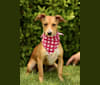 Lucy, a Chihuahua and Yorkshire Terrier mix tested with EmbarkVet.com