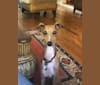 Photo of Winston, an Italian Greyhound  in Clemson, South Carolina, USA