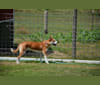 Joe, a Carolina Dog tested with EmbarkVet.com