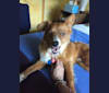 Bandicoot, a Chihuahua and Australian Cattle Dog mix tested with EmbarkVet.com
