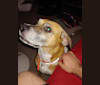 Bella, a Boxer and Beagle mix tested with EmbarkVet.com