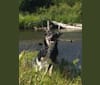 Ollie, a Border Collie tested with EmbarkVet.com