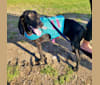 Photo of Lucy, a Plott  in Oklahoma, USA