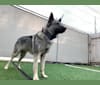 Smokey, a Norwegian Elkhound tested with EmbarkVet.com