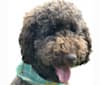 Maui, a Poodle (Standard) tested with EmbarkVet.com