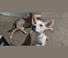 Bow, a Siberian Husky and Chihuahua mix tested with EmbarkVet.com
