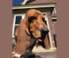 Frederick P. Grumbly, a Basset Hound and Labrador Retriever mix tested with EmbarkVet.com