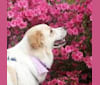 Gideon, a Labrador Retriever and German Shepherd Dog mix tested with EmbarkVet.com