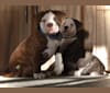 Maverick, an Alapaha Blue Blood Bulldog tested with EmbarkVet.com