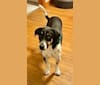 Stanley, a Great Pyrenees and Australian Cattle Dog mix tested with EmbarkVet.com