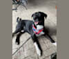 Barrett, an American Pit Bull Terrier and Labrador Retriever mix tested with EmbarkVet.com
