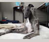 Gina, a Greyhound tested with EmbarkVet.com