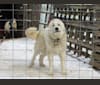 Moose, a Great Pyrenees tested with EmbarkVet.com