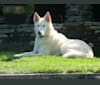 Nanuk, a Siberian Husky and German Shepherd Dog mix tested with EmbarkVet.com