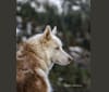Apollo, a Siberian Husky and Alaskan Malamute mix tested with EmbarkVet.com