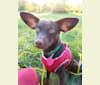 Hershey, a Chihuahua and Rat Terrier mix tested with EmbarkVet.com