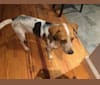 Louie, a Beagle and English Shepherd mix tested with EmbarkVet.com