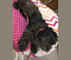 Jag, a Shih Tzu and Poodle (Small) mix tested with EmbarkVet.com