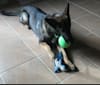 Kaiser, a German Shepherd Dog tested with EmbarkVet.com