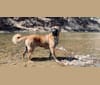 Friend, a Saint Bernard and German Shepherd Dog mix tested with EmbarkVet.com