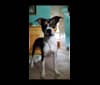 Loki, a Rat Terrier and Bulldog mix tested with EmbarkVet.com