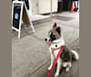 Amelie, a Japanese or Korean Village Dog and Jindo mix tested with EmbarkVet.com